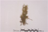 藏品(灰苔科)的圖片